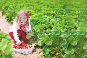 Little Girl Picking Strawberries